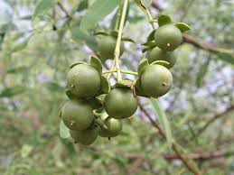 Image result for Sonneratia