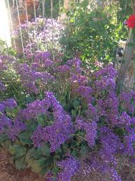 Drought resistant flowering plants australia. Pin On Elms Haven My Family Home