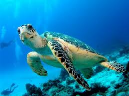 Resultado de imagen para IMAGENES DE ANIMALES MARINOS