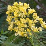 Image result for Cassia sieberiana