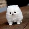 Long dog fat cat midtown crossing. Https Encrypted Tbn0 Gstatic Com Images Q Tbn And9gct3g9dytrdxafyasmrp9rmpqbieyxtiydh1y3abwc Pz5a8lht3 Usqp Cau