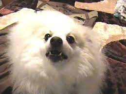 Pomeranian Barking At Tv Hq Youtube