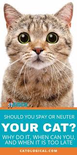 If You Are Wondering If You Should Neuter Or Spay Your Cat There Are A Few Perspectives To Consider But Before You Cat Neutering Cat Care Cat Having Kittens