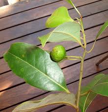 Image result for Cryptocarya