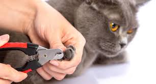 how to trim cat nails safely properly