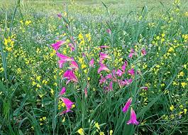 Image result for Gladiolus magnificus