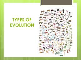 Worksheet fun worksheet study site,quiz & worksheet speciation & its role in evolution,evolution of human thumb evidence of human evolution worksheet,straubel. Pick Up Note Page And Practice Worksheet Ppt Download
