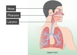 He noted that the right side of the diaphragm was l to 2 ins higher than the left, and that its outline was lost with effusions, etc. Respiratory System Anatomy Major Zones Divisions