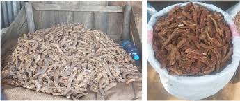 Image result for Keetia gueinzii