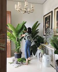 Dari Yang Anti Tanaman Lalu Terpaksa Beli Tanaman Karena Rumah Berdebu Lalu Hepi Melihat Tanaman Tumbuh Terus Mulai Coba Tana Tanaman Dalam Rumah Tanaman Dekor