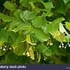 This can expose the plant to disease and in some cases the extreme splitting by itself can result in trunk girdling and death of a tree. Https Encrypted Tbn0 Gstatic Com Images Q Tbn And9gcqkk2vx1vmwqbelp3xc2bn0aqpxfpzjuv Oidfdpx8hhbtw4dcp Usqp Cau