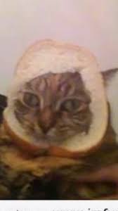 Pin By Bianca Sales On Cat Memes Crazy Cats Animal Memes Cat Memes