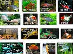 Jenis Ikan Hias Air Tawar Terlengkap Dari Semua Kategori Ikan Hias Air Tawar Laut Dan Aquarium