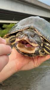 Image result for Stylochaeton tortispathus