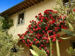 Monsignor della casa country hotel'de kalan konuklar, borgo san lorenzo'nun en ünlü gezilecek yerlerinden olan monumento al cane fido'ya (3, 7 borgo san lorenzo seyahatindeyken, monsignor della casa country resort'a kısa bir yürüyüş mesafesindeki restoranlara uğramak iyi bir fikir olabilir. Country Resort Monsignor Della Casa Tuscany Holiday Farmhouse In Borgo San Lorenzo Mugello Tuscany Locali D Autore