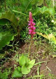 Image result for Satyrium