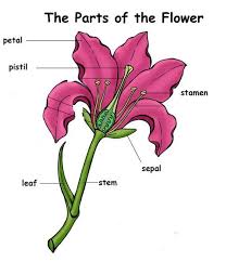 Older kids are great at cutting out these images, so give them a chance to show their skills. Drawing Of A Flower With Parts Novocom Top