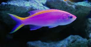 These aquatic animals can live in the sea as well as aquariums. What Is This Fish Called Trivia Questions Quizzclub