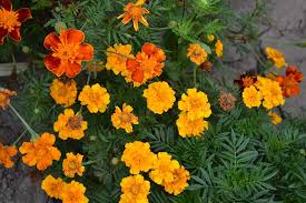 Atlee burpee seed company are practically synonymous. When And How To Plant Marigold Seeds Gardener S Path