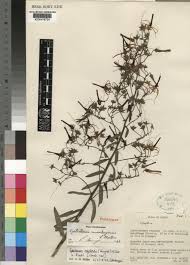 Image result for Cystostemon