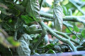Image result for BLACKFLY ON TOMATO PLANTS