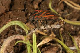 Image result for Stenostelma