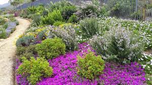 Fynbos Gardens Hermanus Spring 2014 Fynbos Landscape Design Sloped Garden