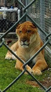 From 2.758 huizen to 348 villa's, find the best place to stay. Liger At Big Cat Rescue In Sarasota Amazing Photography Photography Tutorials Photography