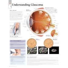 Scientific Publishing The Eye Anatomy Chart