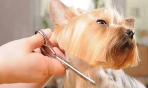 Pet boarding, dog grooming, doggie daycare & dog. Houston Pet Grooming Deals In And Near Houston Tx Groupon