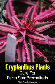 Growing Cryptanthus Plants Care For Earth Star Bromeliads Bromeliads Plants Plant Care
