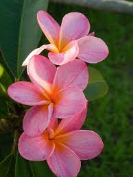 Pin On Plumeria Frangipani How Can You Choose With So Many Colors