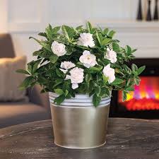 Image result for Gardenia