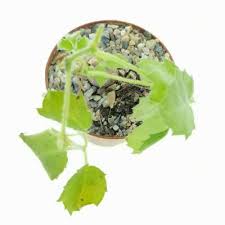 Image result for Cyphostemma adenocaule