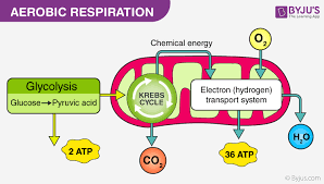 Aerobic And Anaerobic Respiration Major Differences