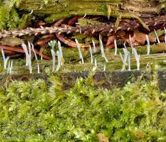 Image result for Multiclavula mucida