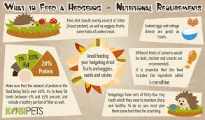 Best Cat Food For Hedgehogs Hedgehog Food And Diet Kobi Pets In 2020 Hedgehog Food Best Cat Food Cat Food