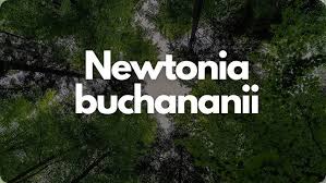 Image result for Newtonia buchananii