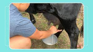 How To Milk A Cow By Hand Youtube