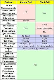 What organelles are only found in animal cells and not in plant cells. Describe The Function Of Different Plant Cell Organelles And Animal Cell Organelles Brainly In