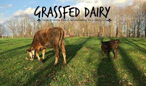 Can You Grass Feed A Jersey Cow Farm Fresh For Life Real Food For Health Wellness