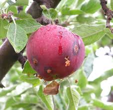 See more ideas about plants, backyard trees, fruit trees. Backyard Bonzai Fruit Trees Yakima County Washington State University