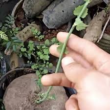 Image result for Stephania cyanantha