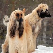 Venus 3 Years Izzy 7 Months Med Birgitta Kleveby Via Facebook Odd Inge Skaar Afghan Hound Hound Breeds Best Dog Breeds
