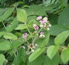 Image result for Rubus pinnatus