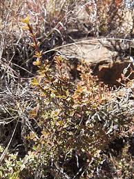 Image result for Myrothamnus flabellifolius