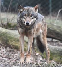 Tutti i video e le puntate di 20 anni che siamo italiani su www.raiplay.it. Canis Lupus Wikipedia