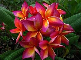 The Plumeria Metallica Jl Difficult To Root But Worth Every Minute Amazing Colours Rare Flowers Plumeria Flower Tattoos Unusual Flowers