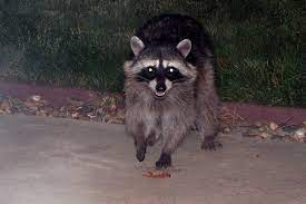 How Do I Keep Raccoons From Digging Up My Lawn