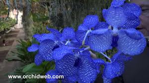Image result for Vanda coerulea